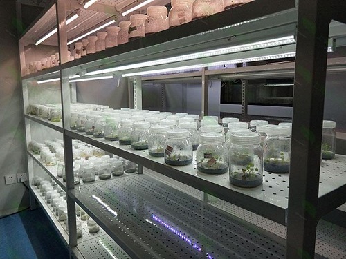 临漳植物组织培养实验室设计建设方案